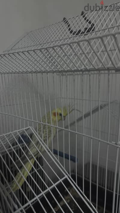 Cockatiel 1 year old male