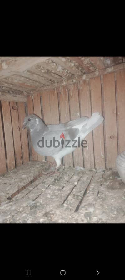 حمام بلدي شباب