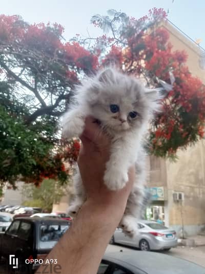 قطط هيمالايا