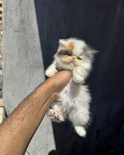 بنوته كاليكو ڤان زرار التوب  01069909879