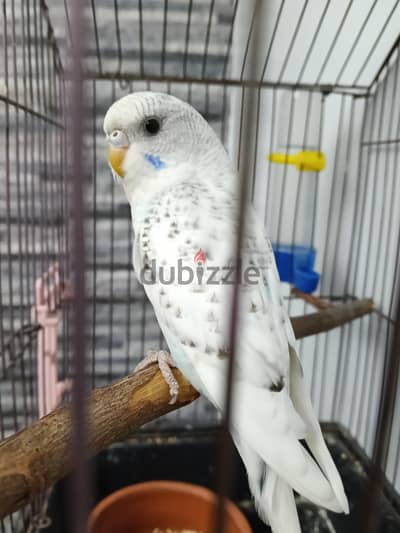 للبيع ٣ شبابات استرالي اسبانجل وهوريكال عمرهم  ٣ شهور تقريبا