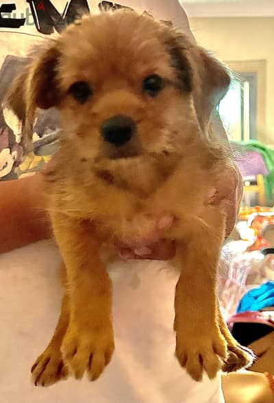 Kokoni puppy ( small Greek domestic dog )