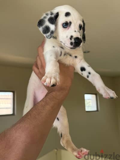 جراوي دالميشن بيور للبيع| pure Dalmatian puppies for sale