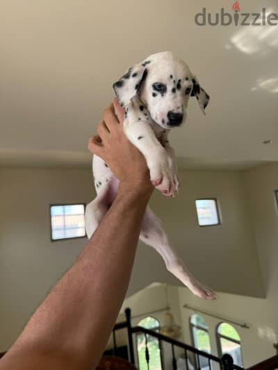 جراوي دالميشن بيور للبيع| pure Dalmatian puppies for sale