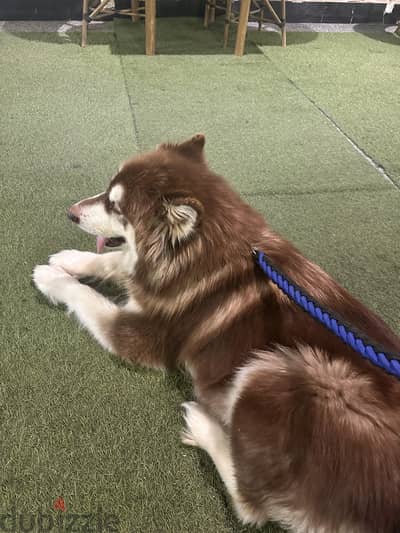 Alaskan malamute