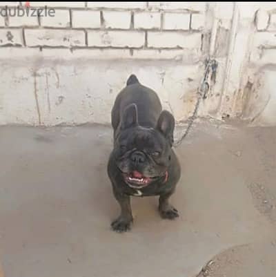 French bulldog blue