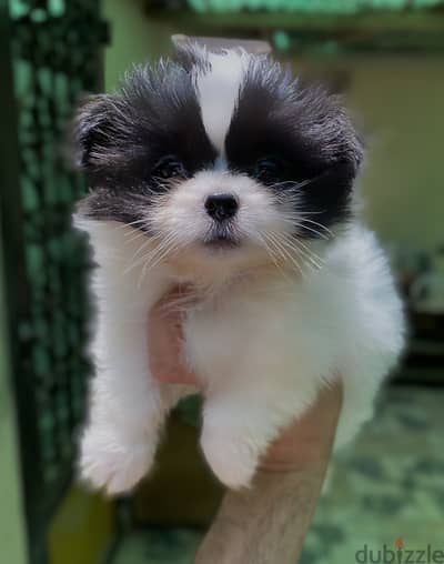 Mini havanese هافنيز