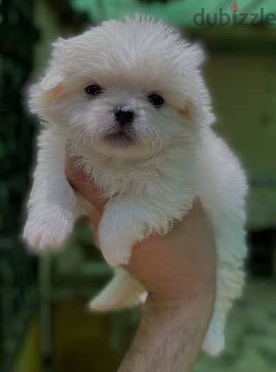 Mini Havanese ميني هافنيز