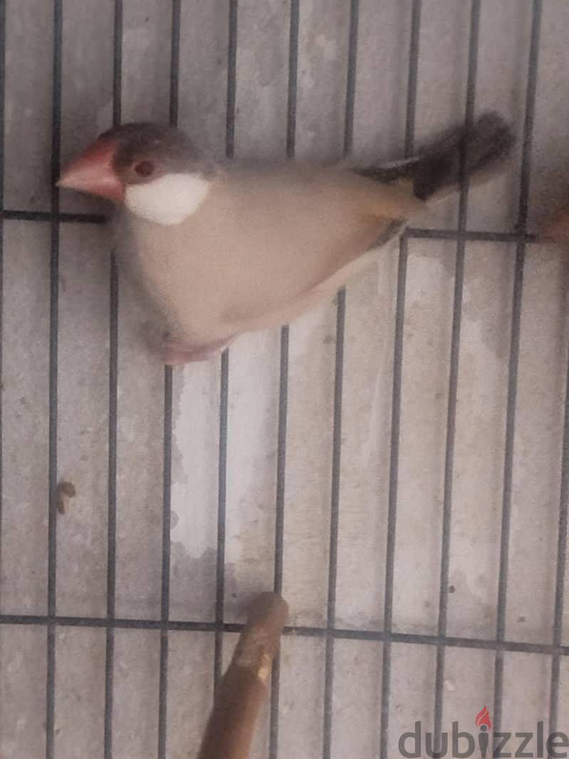 جاوا فون 1