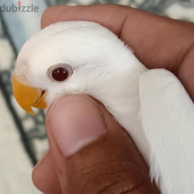 ثلاث شباب روز