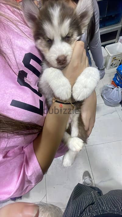 sybrian husky hes 60 days old hes a baby i just bought him