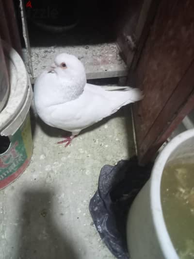 القاهره