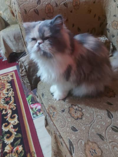 بنوته بيرشن كاليكو جاهزة للزواج