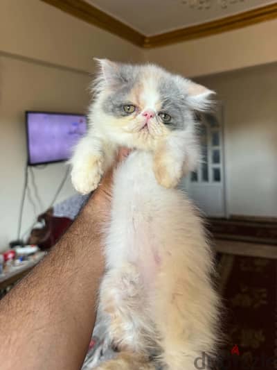 بنوته كاليكو ڤان زرار التوب  01069909879