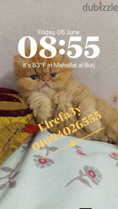 دبدوبة بيرشن زورار