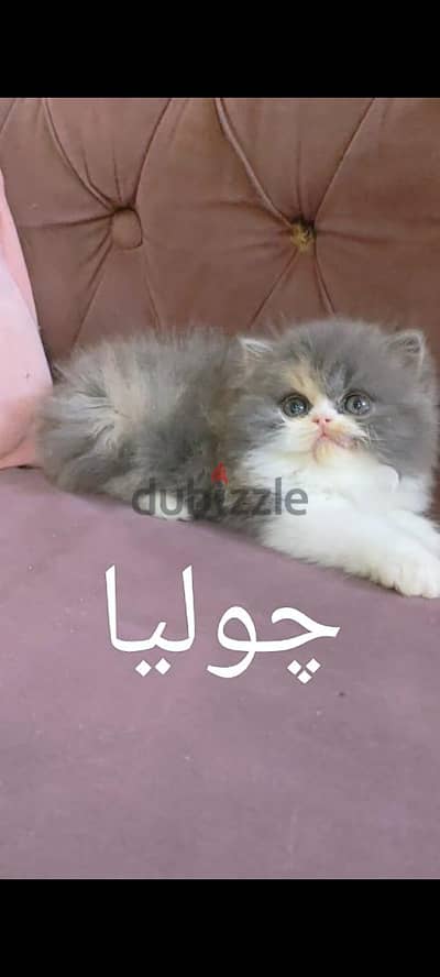 قطط بيرشن