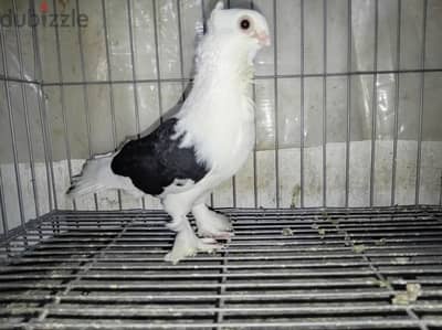 دكر زاجل شغال سلاله ماشاء الله ودكر عنبري شغال وجوز شقلباظ زغاليل