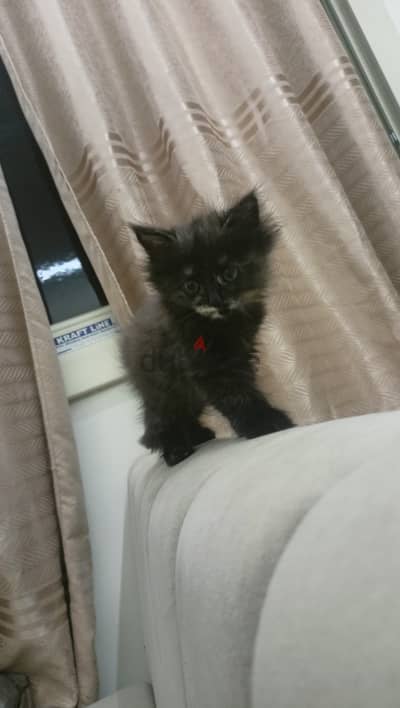 طيبه جدا وهم اربعه بس انا عايز ابيعهم يعني فانا هبدا ابيع واحده واحده