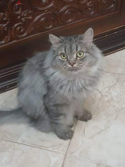 قط شيرازى بيور للبيع