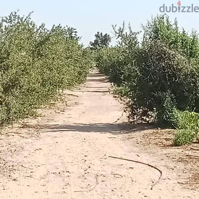 للايجار عشرين فدان في جمعية العاشر متفرع من الكيلو ١١