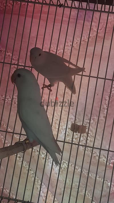 جوز روز لبينو  شغال