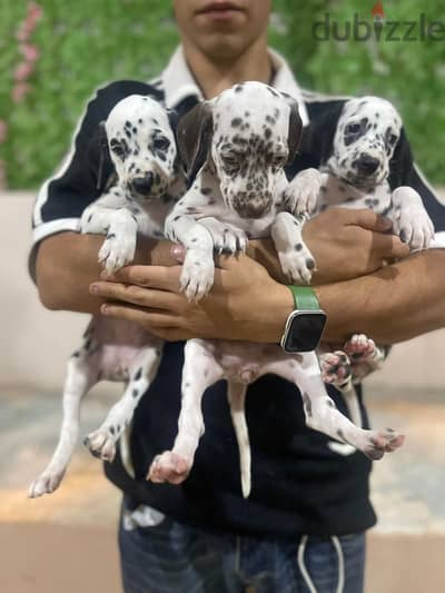 Dalmatian puppy جرو دلميشن