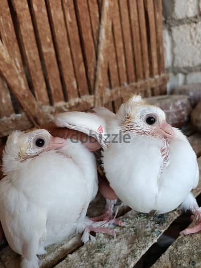 زغاليل حمام بنيدى