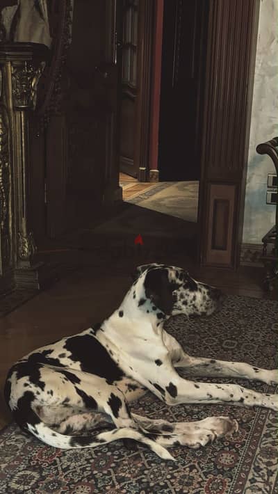 Great Dane