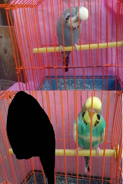 دبل و عواكس فلل و احجام بندد