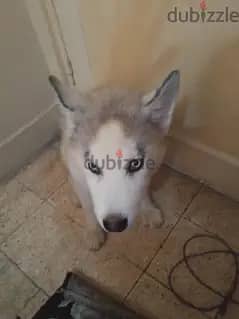بيع جراوي هاسكي