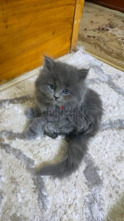 معشوق البنات بلا منازع
