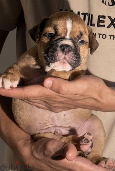 اقوي جراوي بولي American bully