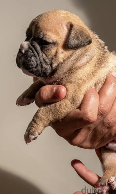 اقوي جراوي بولي American bully