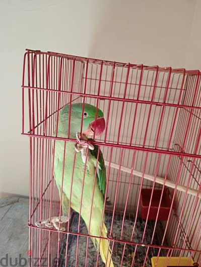 درة امريكي أليف و هادي