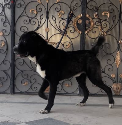دكر الباي