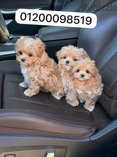 Multi pou مالتي بوو