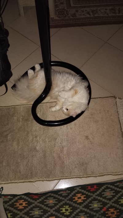 cat for adoption