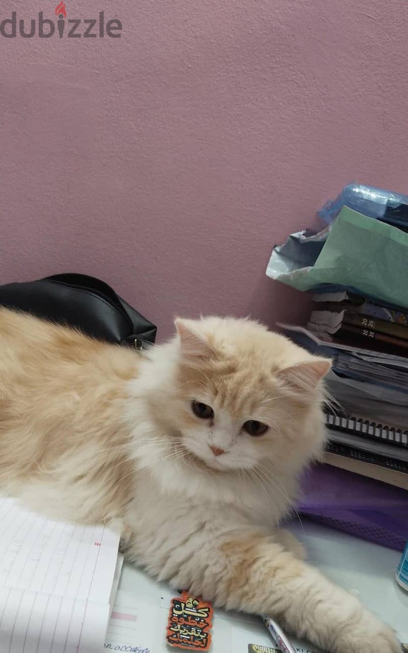 cat for adoption 1