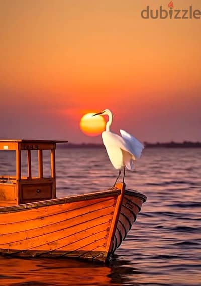 أص أليف شغال