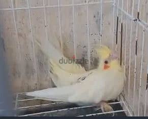 كوكتيل لاتيني بيريل عين احمر للتدريب و التأكيل اليدوي