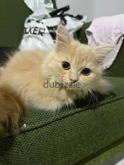 قطط شيرازي