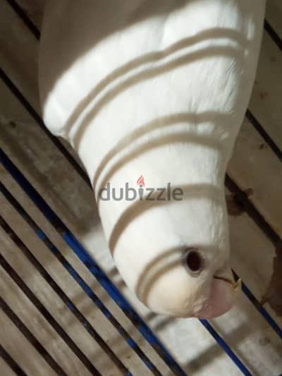 نتايه روز البينو عين حمره جاهزه
