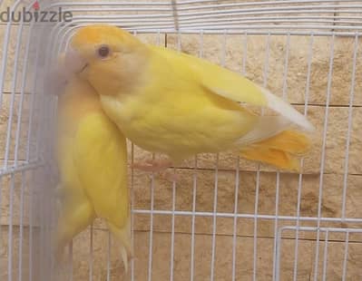 جوز  روز لاتيني عين حمرا واخدين بعض