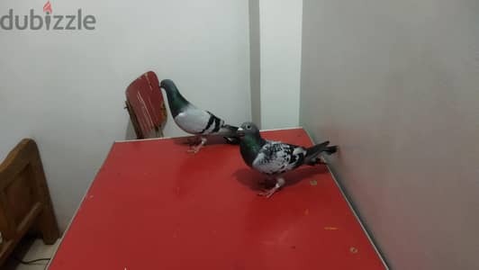 جوز شغال وعش زغاليل