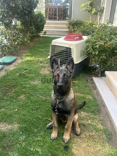 جرو مالينوا ٣ شهور و نص