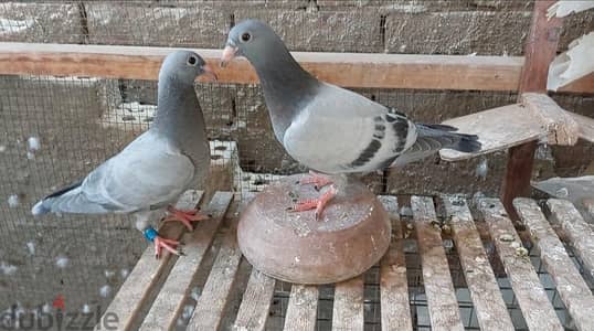 عش زاجل متدبلين