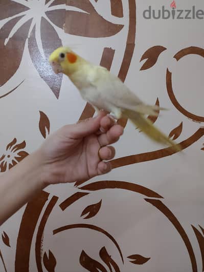 كوكتيل تاكيل يدوي