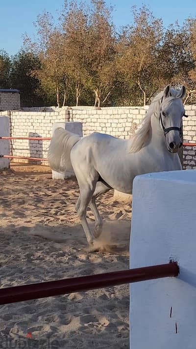 حصان عرب اصيل
