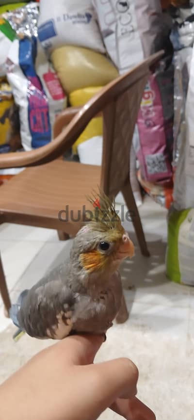 زغلول كوكتيل تاكيل يدوي