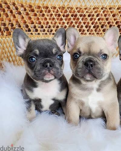 French Bulldog فرينش بولدوج